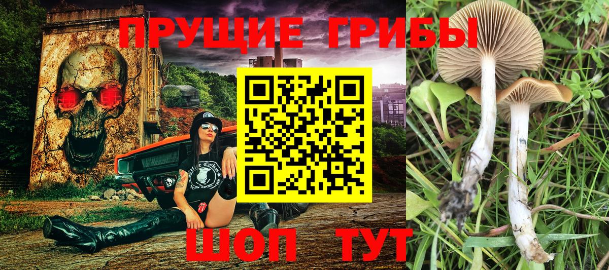 Зеленодольск  Галлюциногенные грибы Psilocybe  как найти   Вход с VPN 